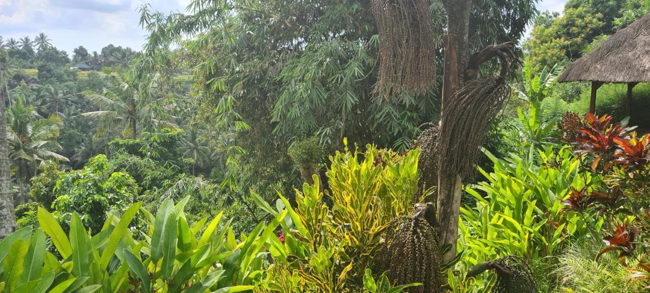 Rumah Sungai Villa Ουμπούντ Εξωτερικό φωτογραφία
